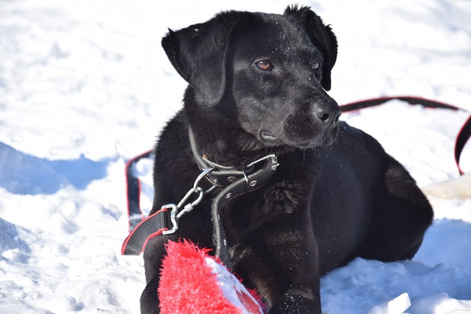 Смесь лабрадора и дворняги