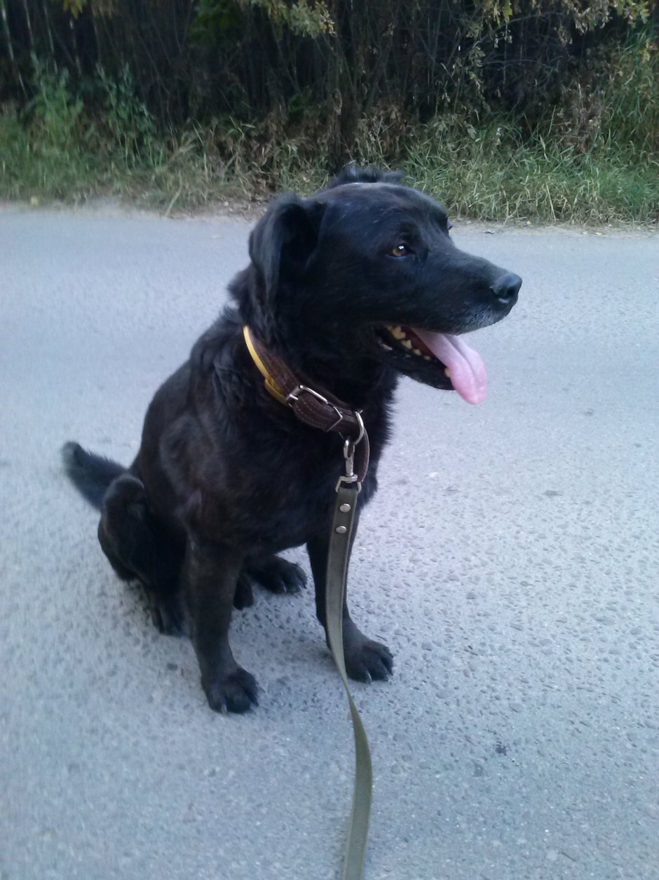 Лабрадор метис черный