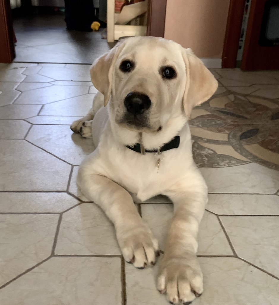 Метис лабрадора и спаниеля черный