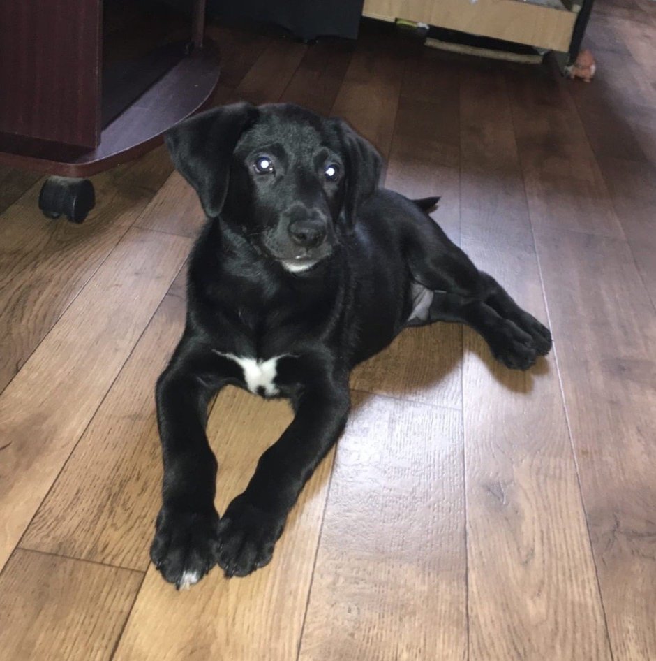 Метис лабрадора и дворняги