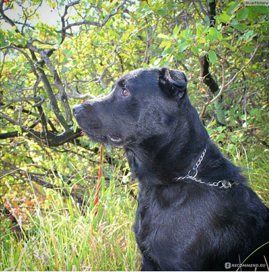 Метис лабрадора и дворняги