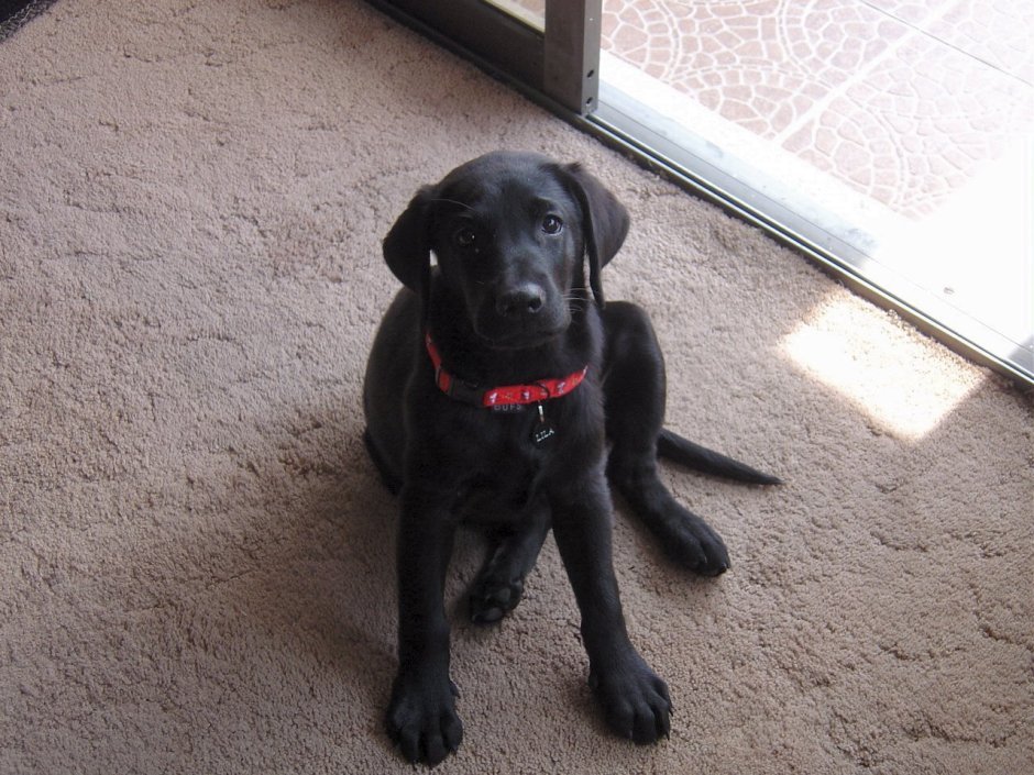 Питбуль метис дворняги