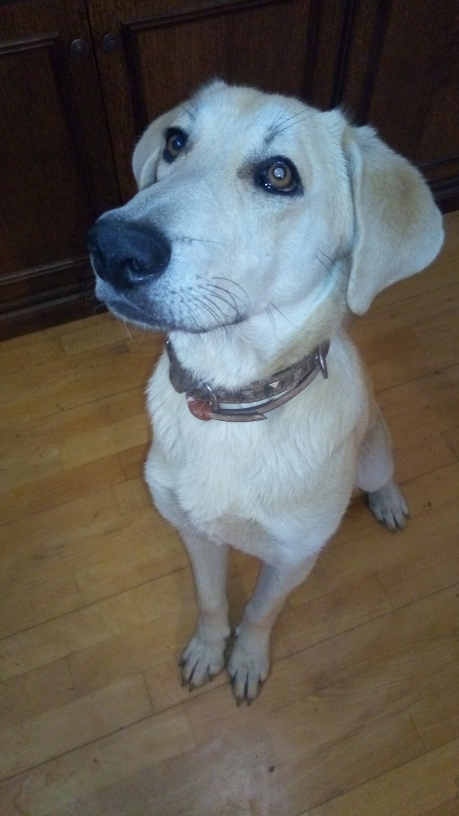 Метис лабрадора и дворняги щенок