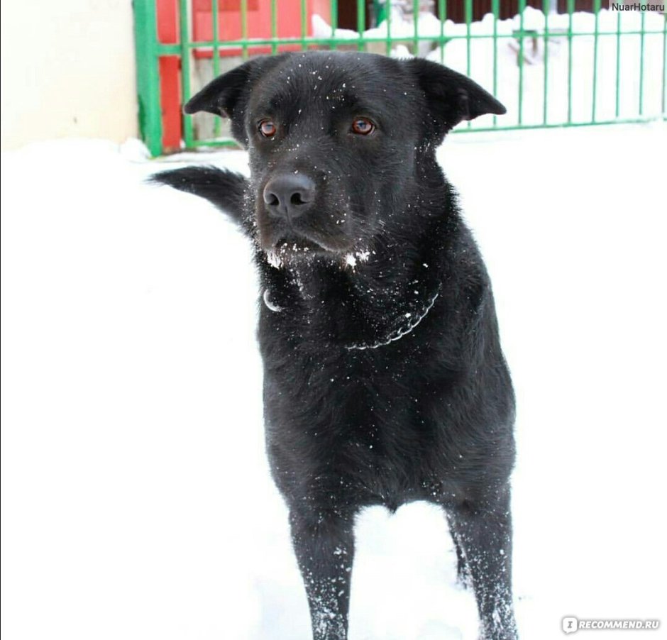 Метис лабрадора