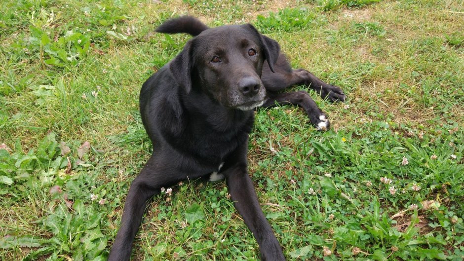 Лабрадор с дворнягой