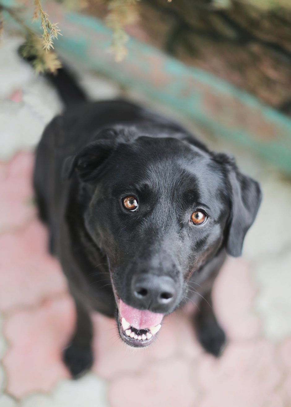 Метис лабрадора и овчарки