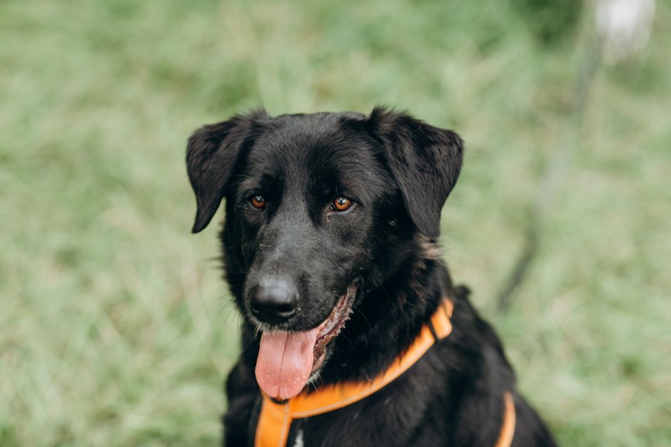 Немецко дворняжка овчарка