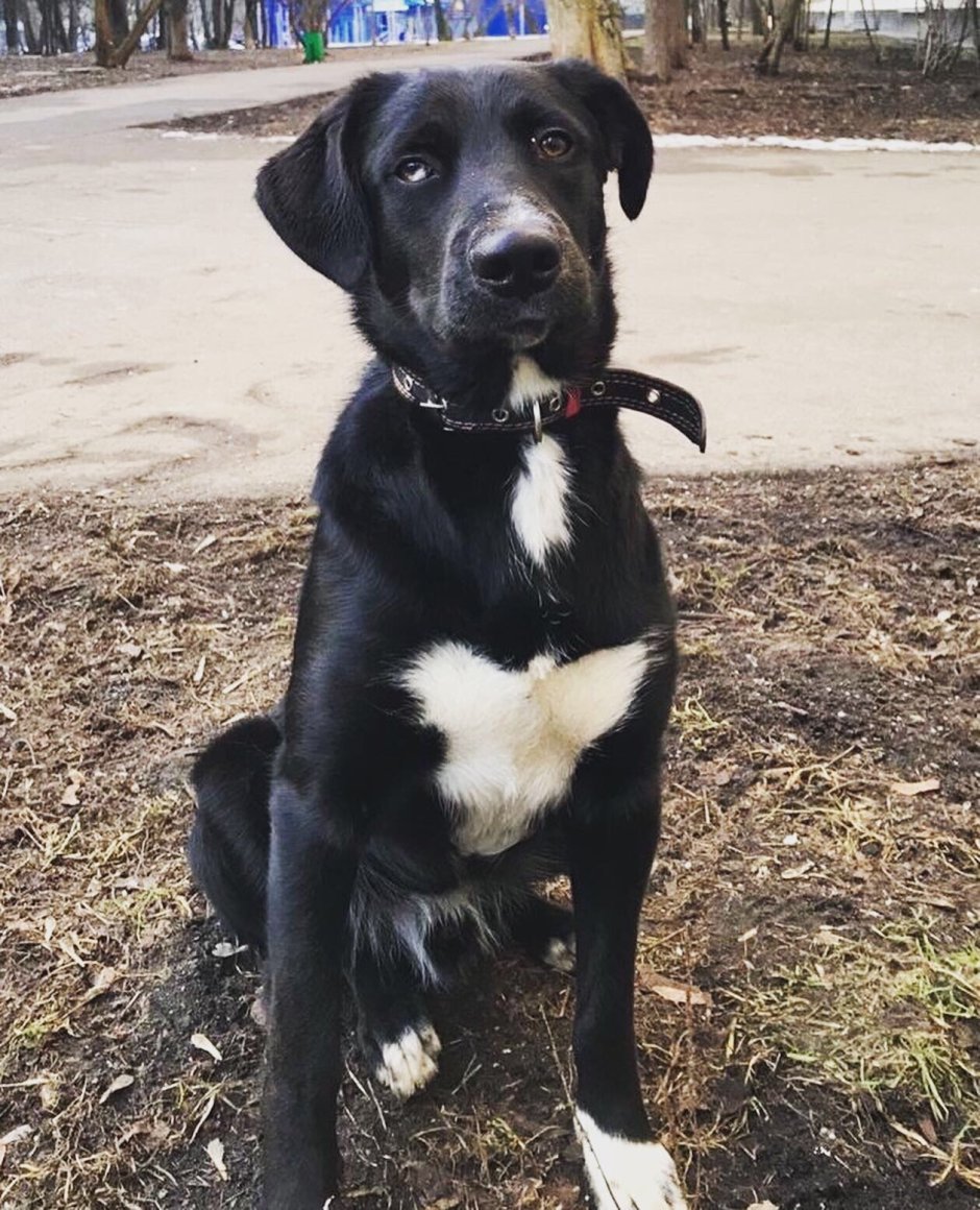 Лабрадор с дворнягой