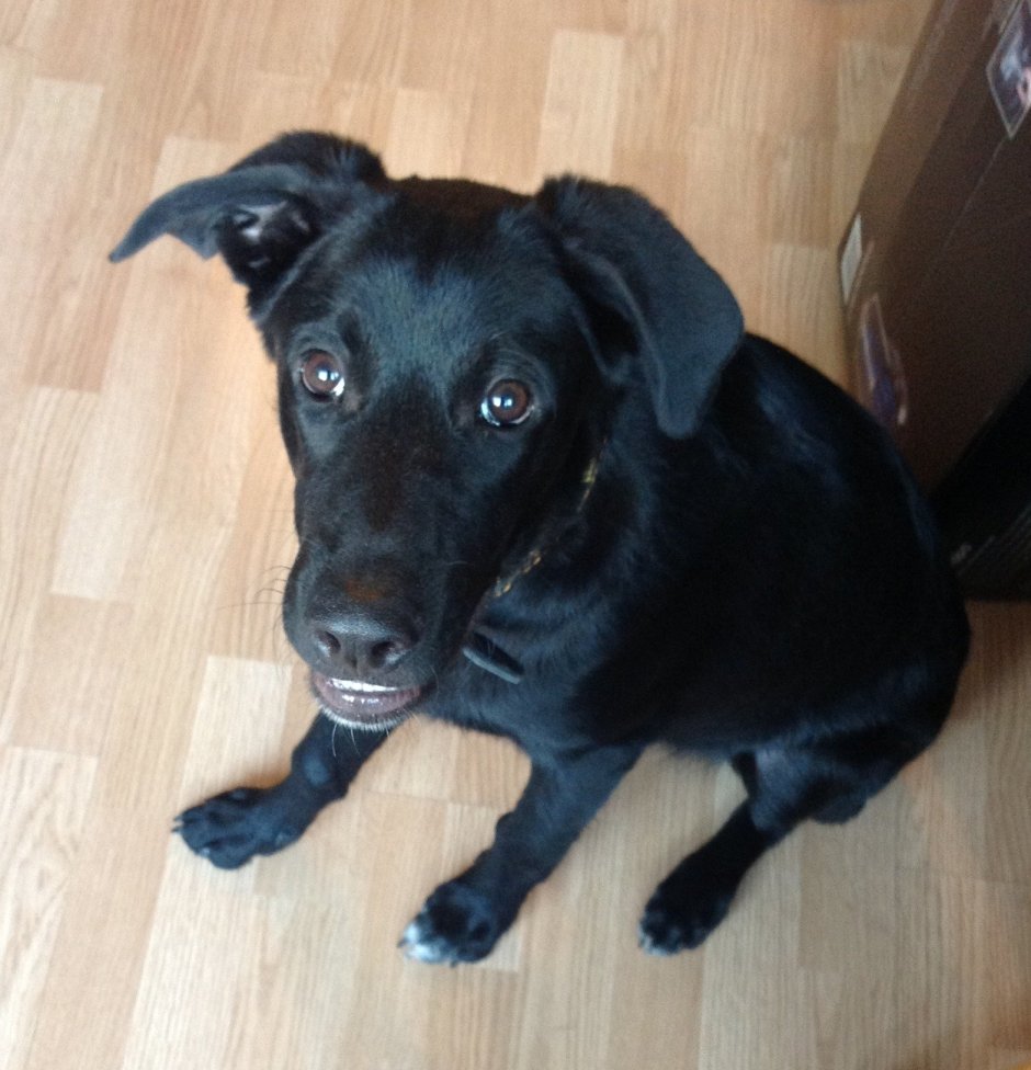 Метис лабрадора