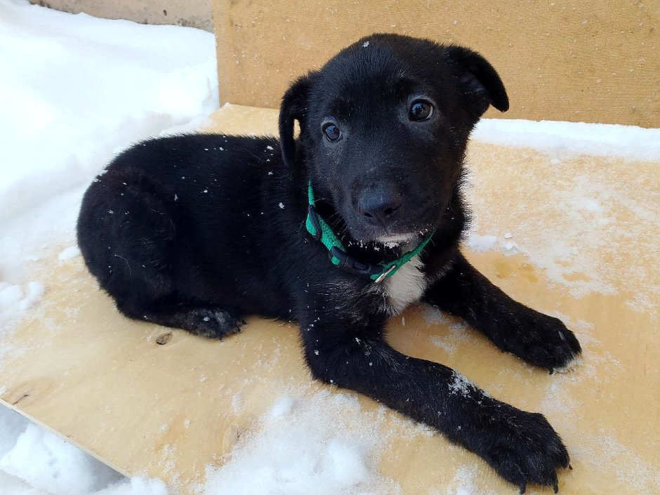 Щенки метисы лабрадора