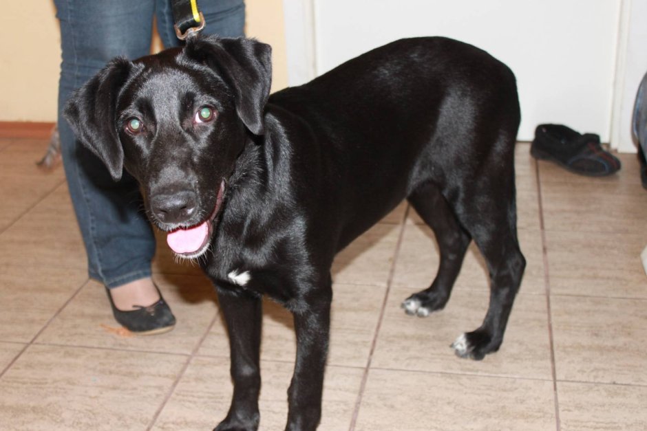Метис добермана и лабрадора