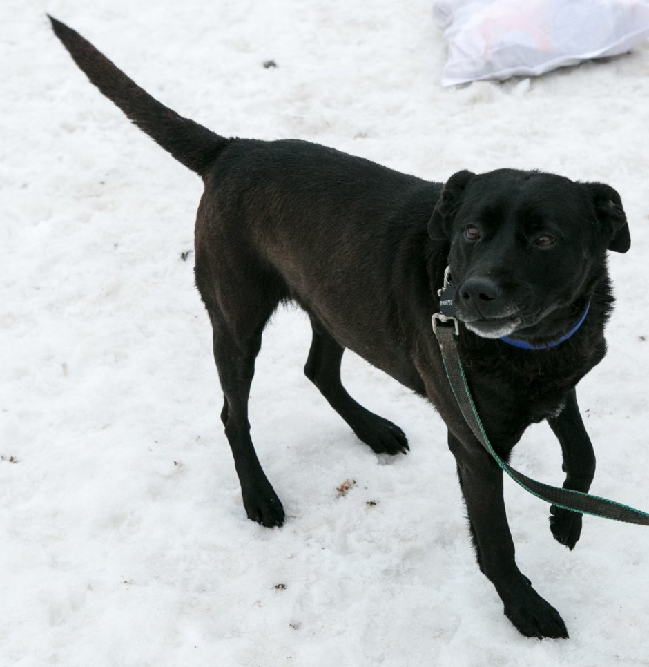 Метис лабрадора и дворняги