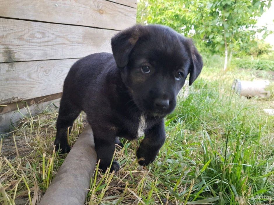 Черный метис лабрадора ретривера