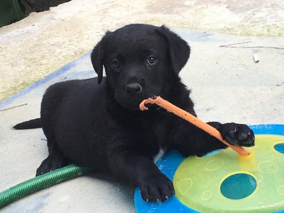 Лабрадор Ларри