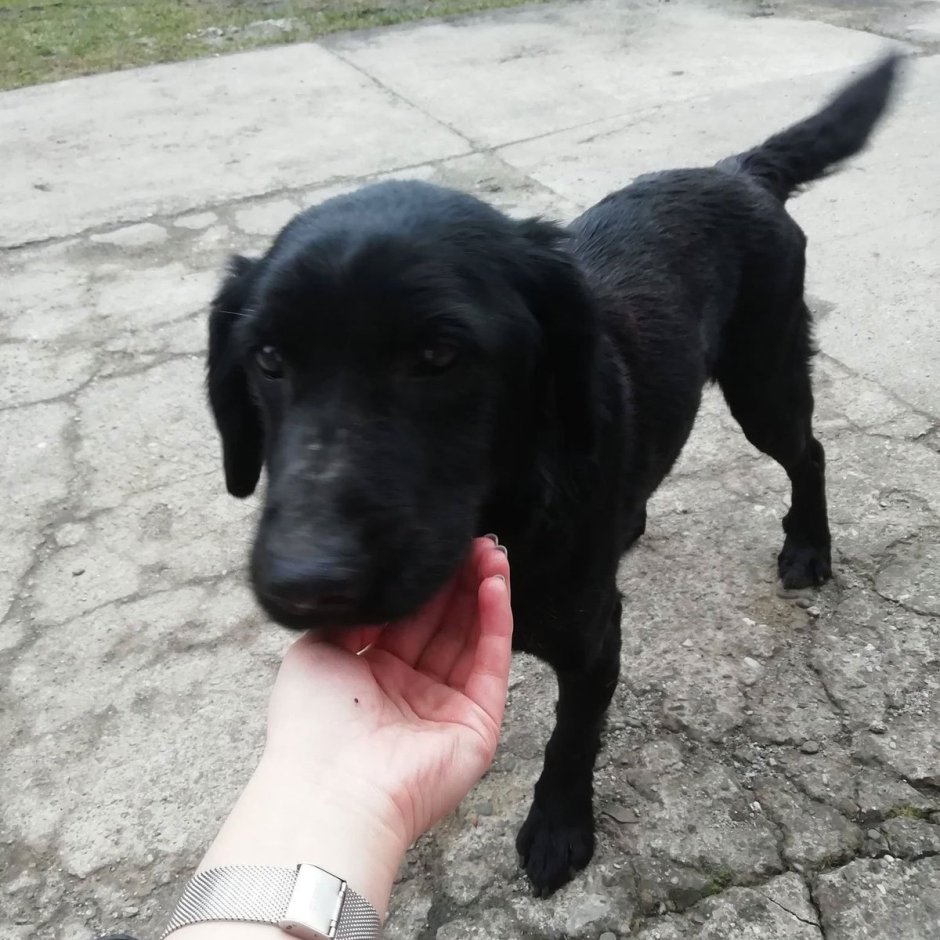 Лабрадор метис черный