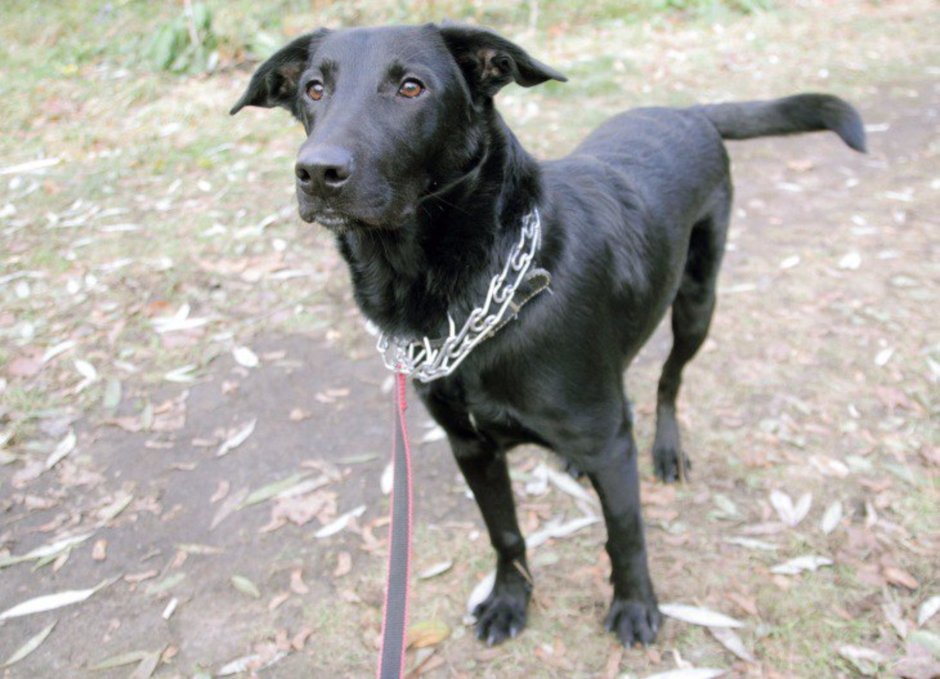 Собака дворняжка черная