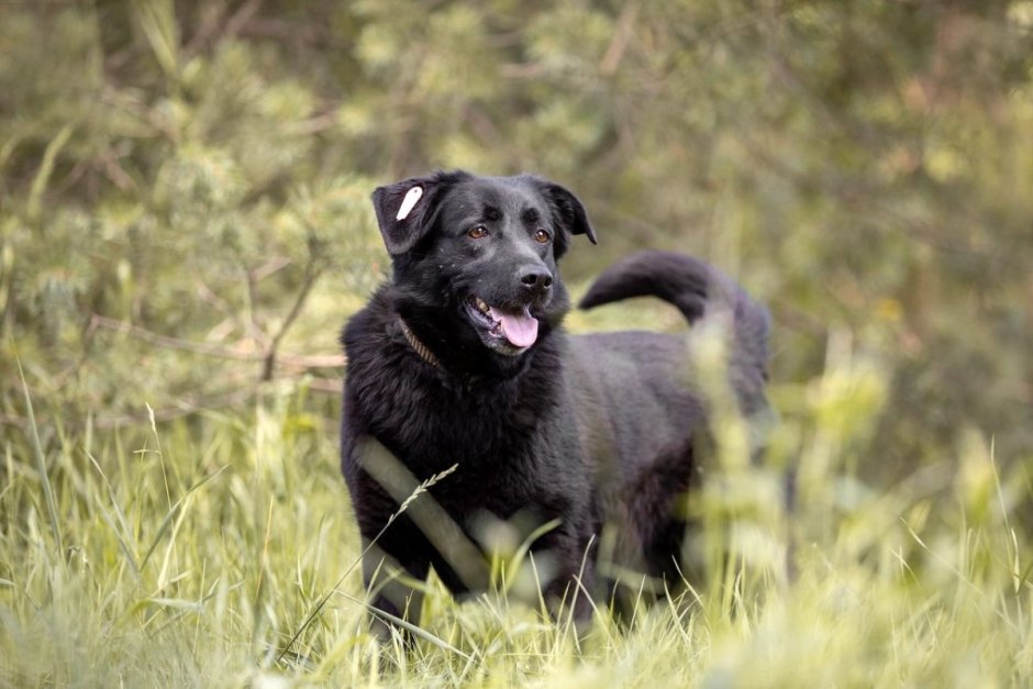 Помесь лабрадора