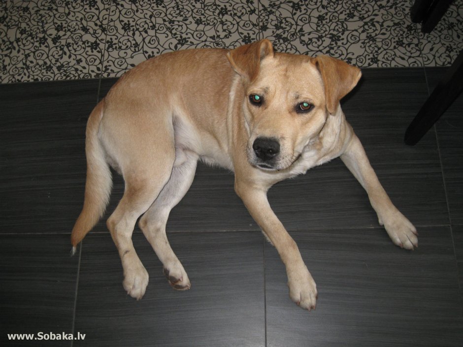 Беспородная собака