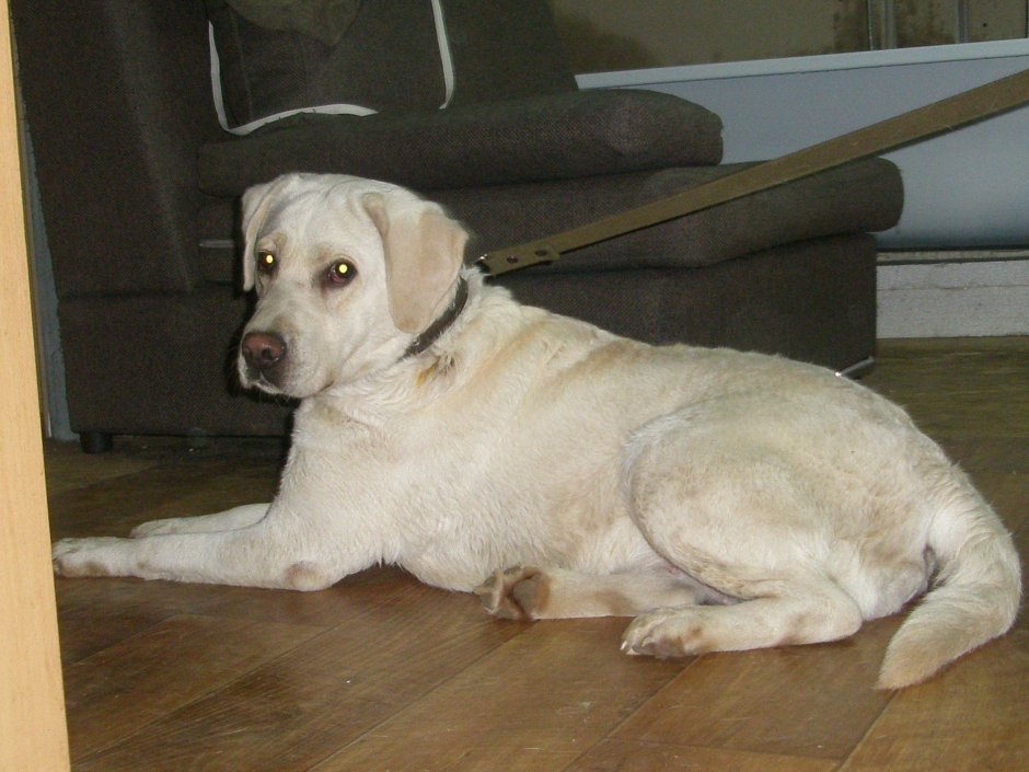 Майоркская овчарка длинношерстная