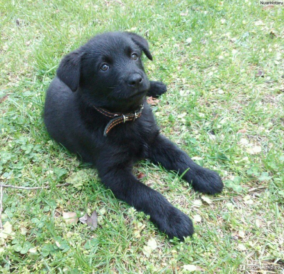 Метис лабрадора и дворняги
