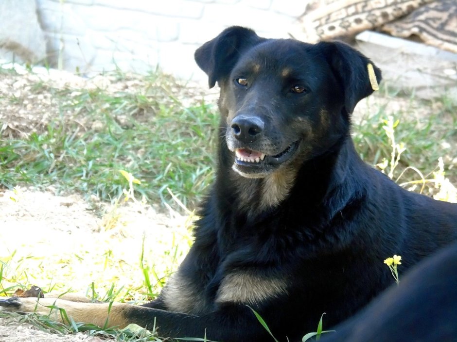 Помесь добермана и лабрадора
