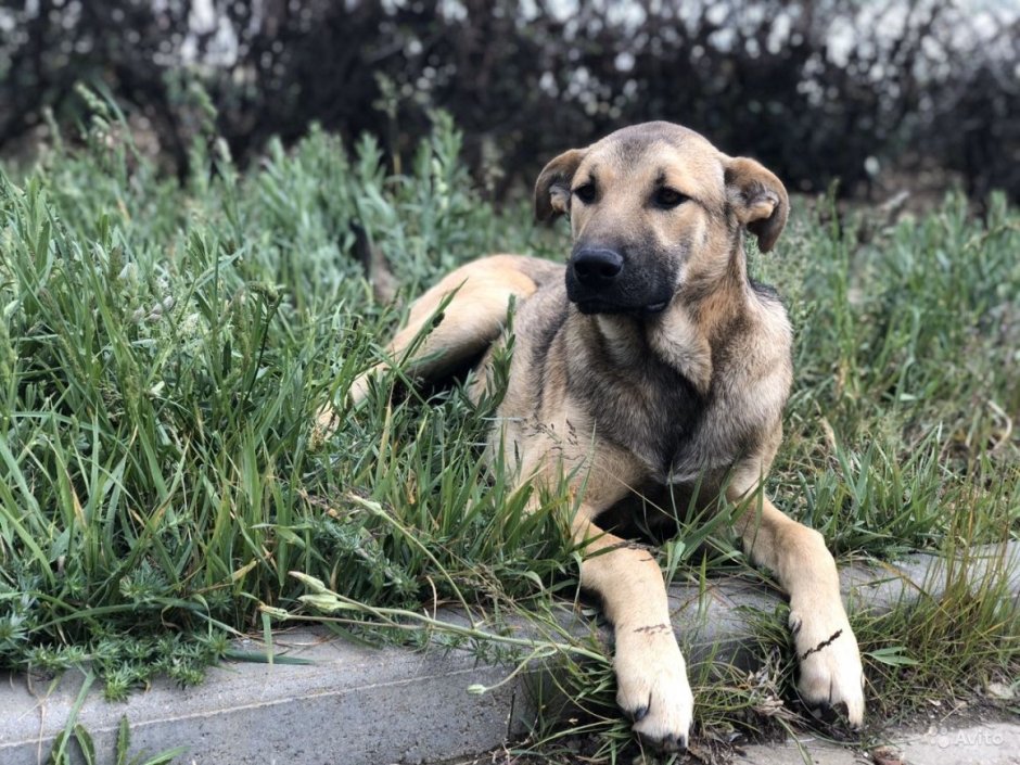 Метис лабрадора и овчарки черный