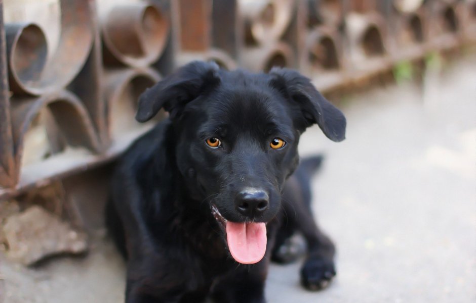 Лабрадор дворняжка