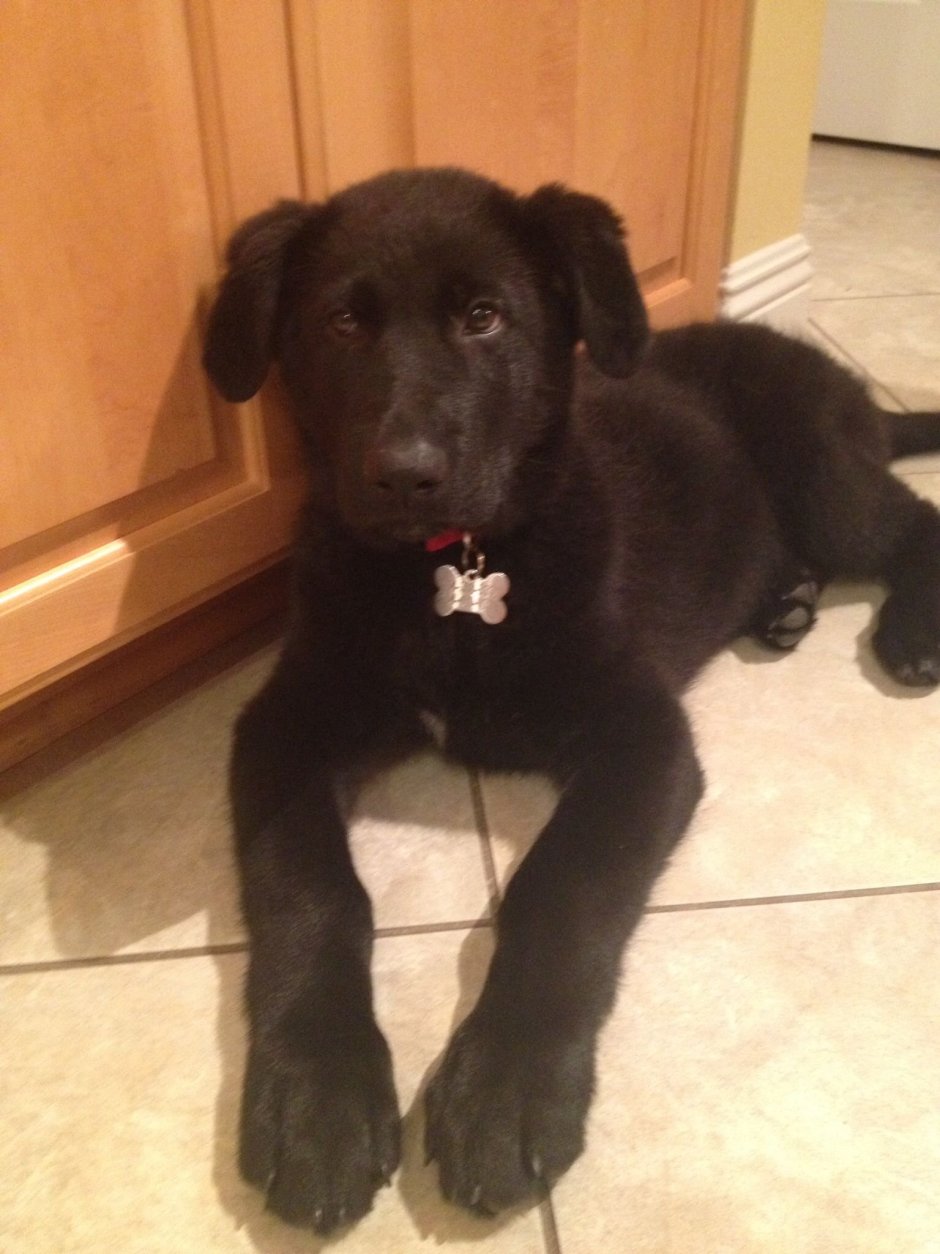 Питбуль метис дворняги