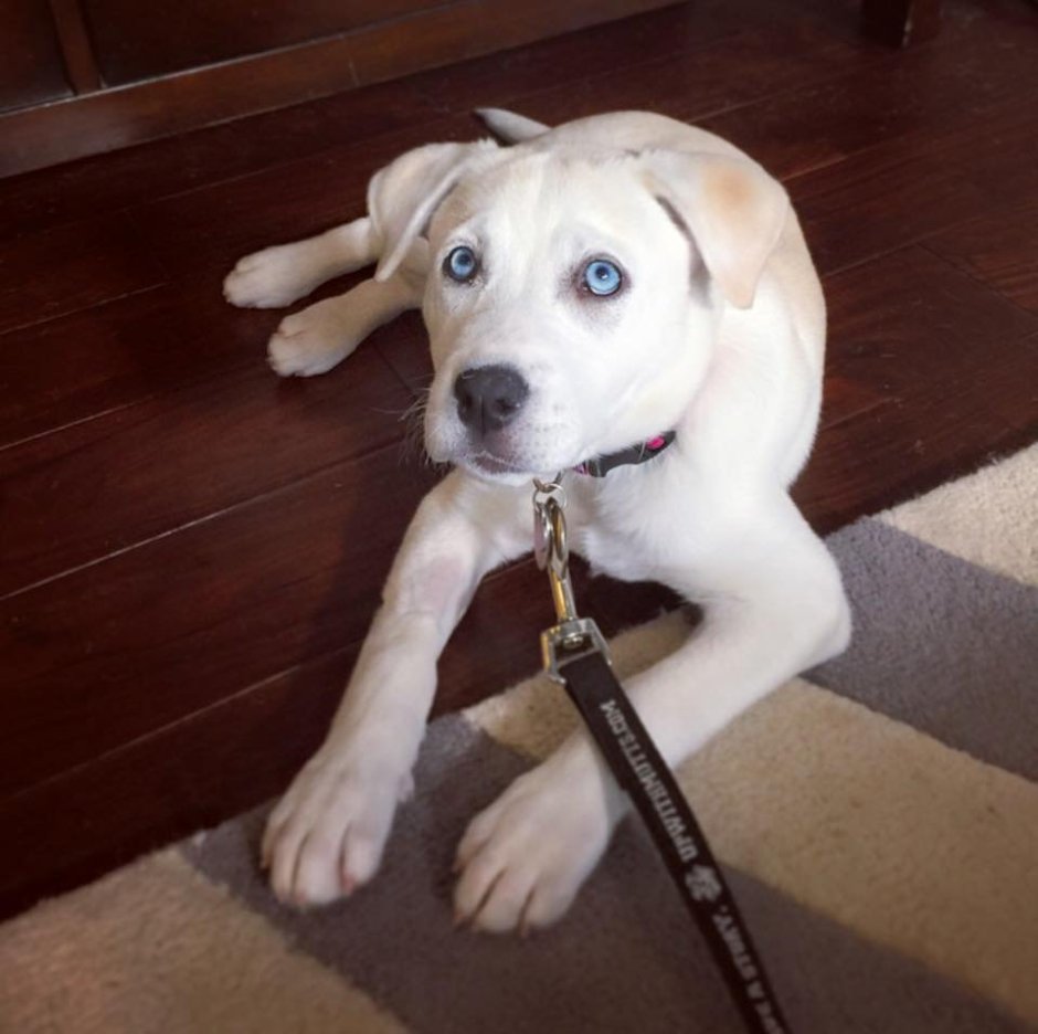 Помесь шарпея и дворняги