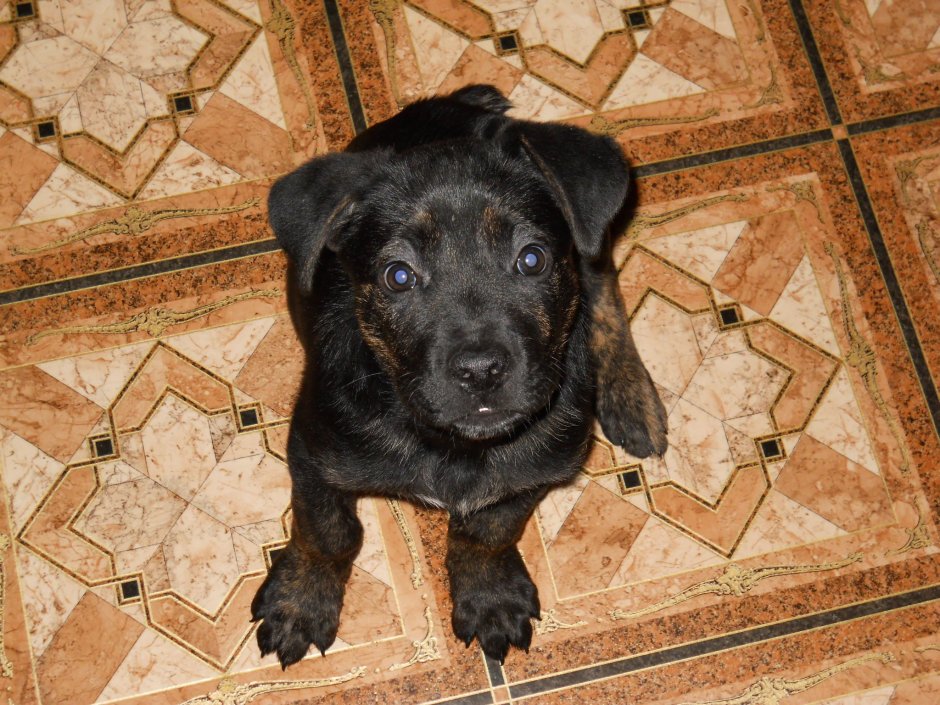 Метис лабрадора Рич в добрые руки