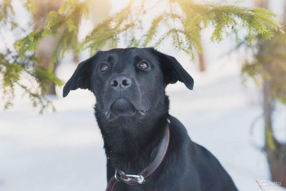 Метис лабрадора 8 месяцев