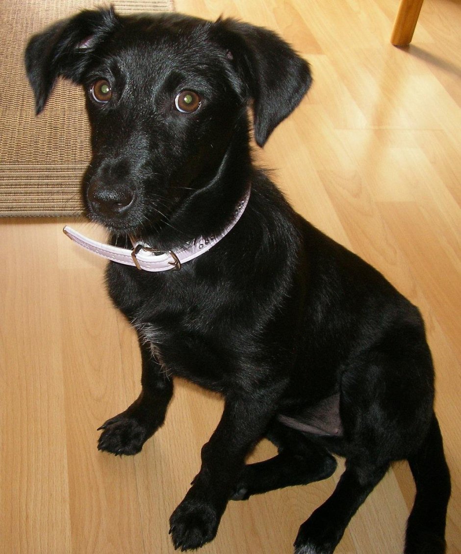 Метис ротвейлера и дворняги