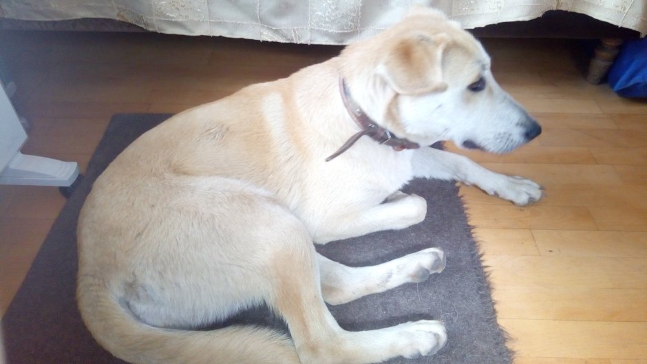 Щенки метисы немецкой овчарки