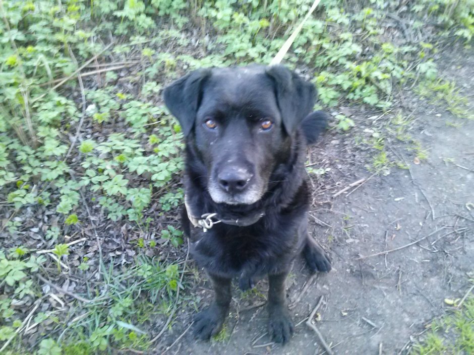 Помесь лабрадора