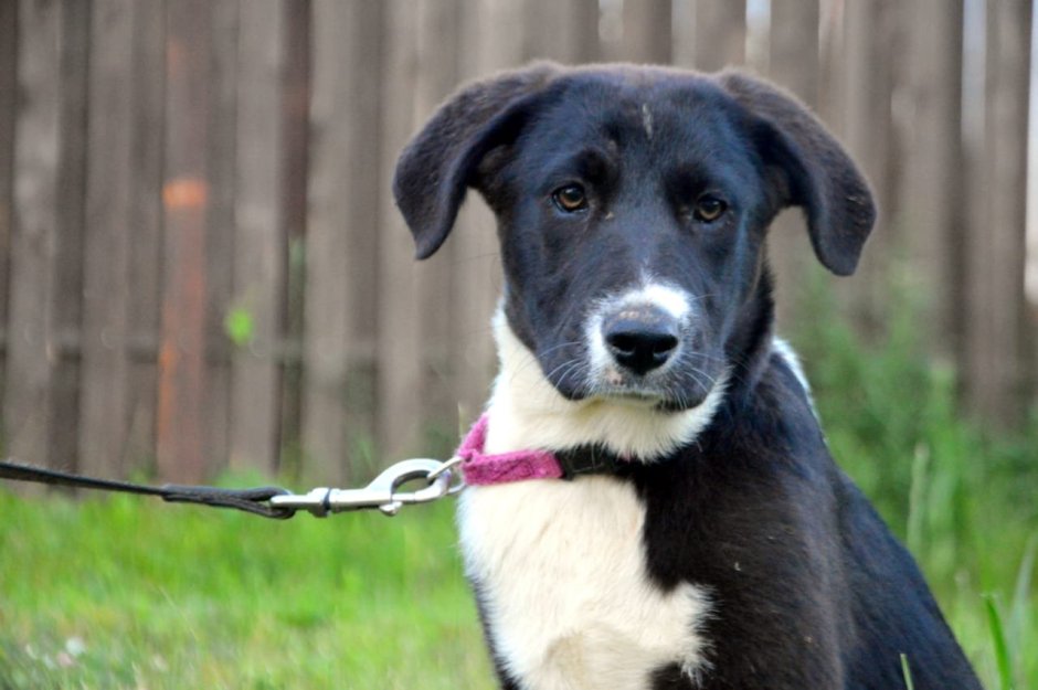 Метис лабрадора и ретривера