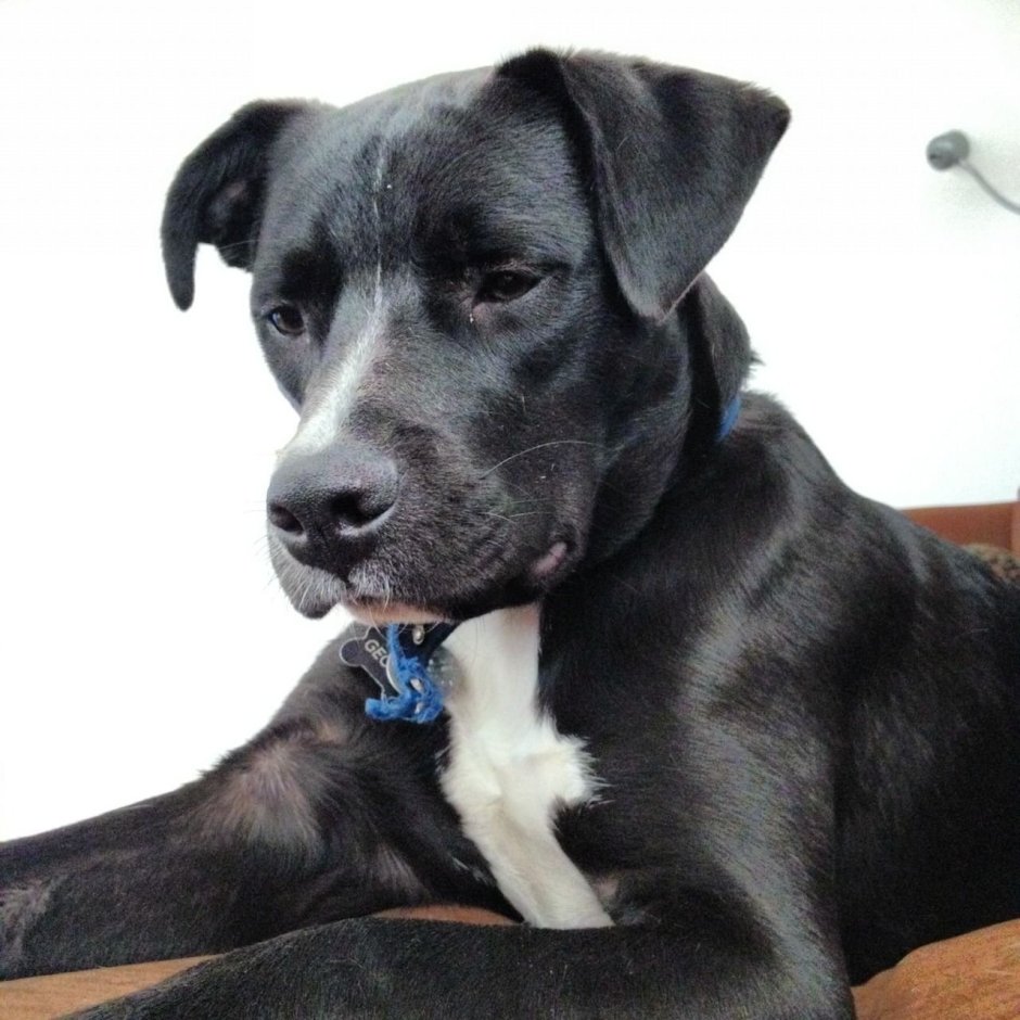 Паттердейл терьер чёрный