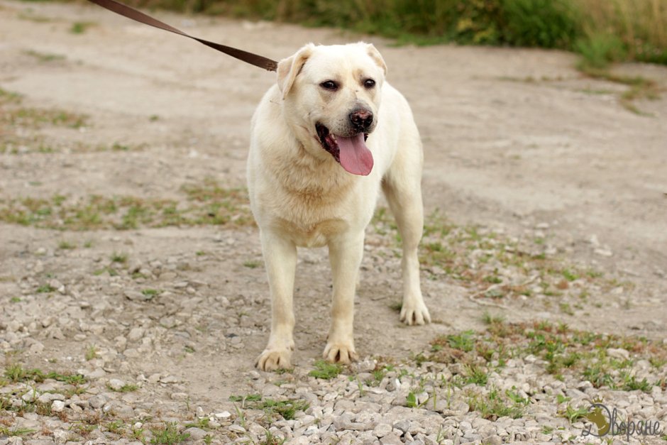 Метис Кане Корсо и овчарки