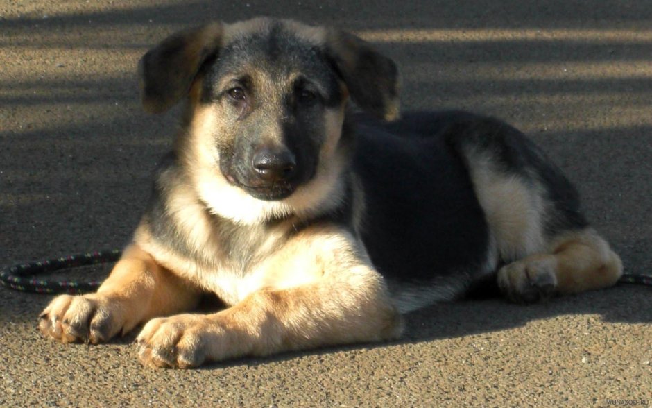 Помесь лабрадора и дворняги черный