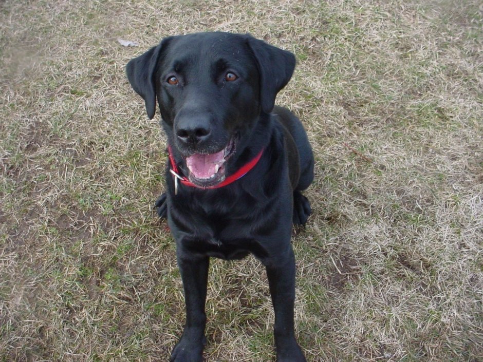 Питбуль и лабрадор метис