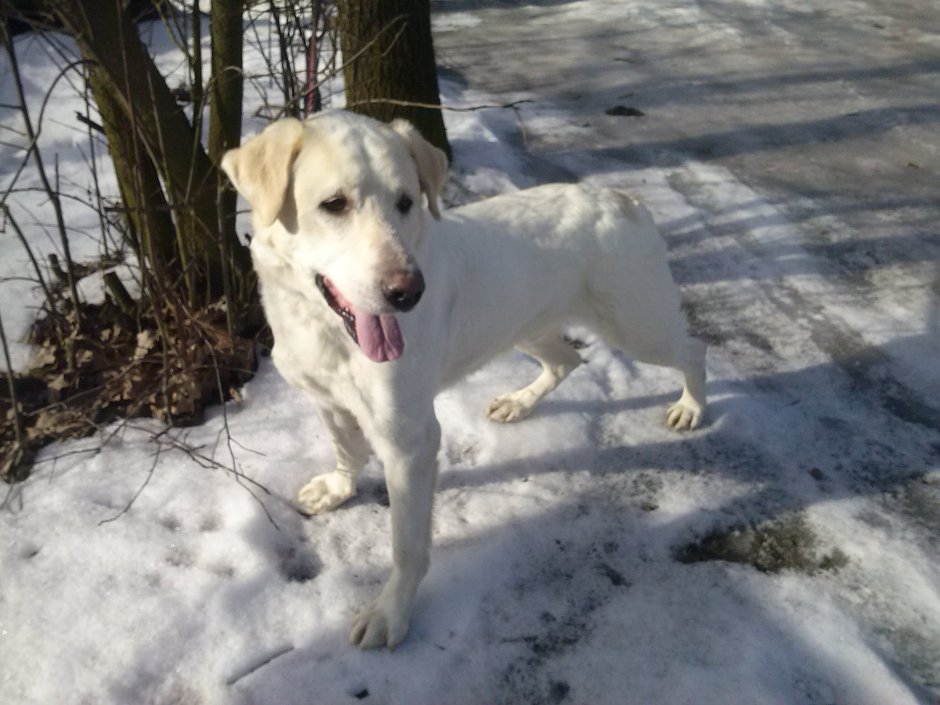 Метис лабрадора 3 месяца