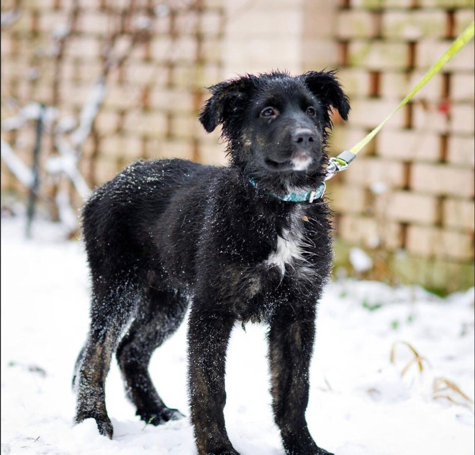 Смесь лабрадора и дворняги