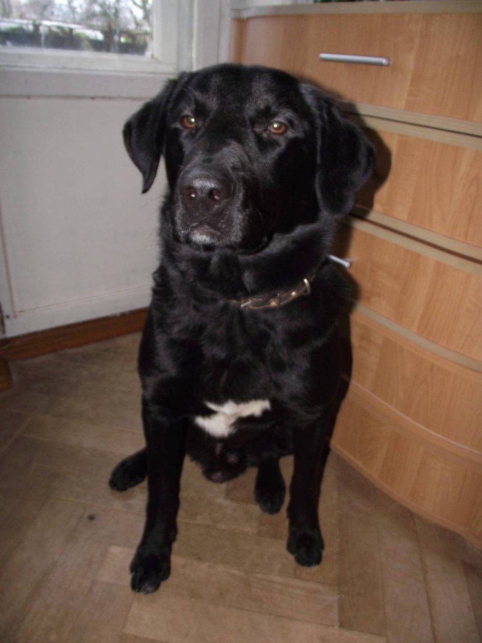 Стаффордширский терьер метис лабрадора