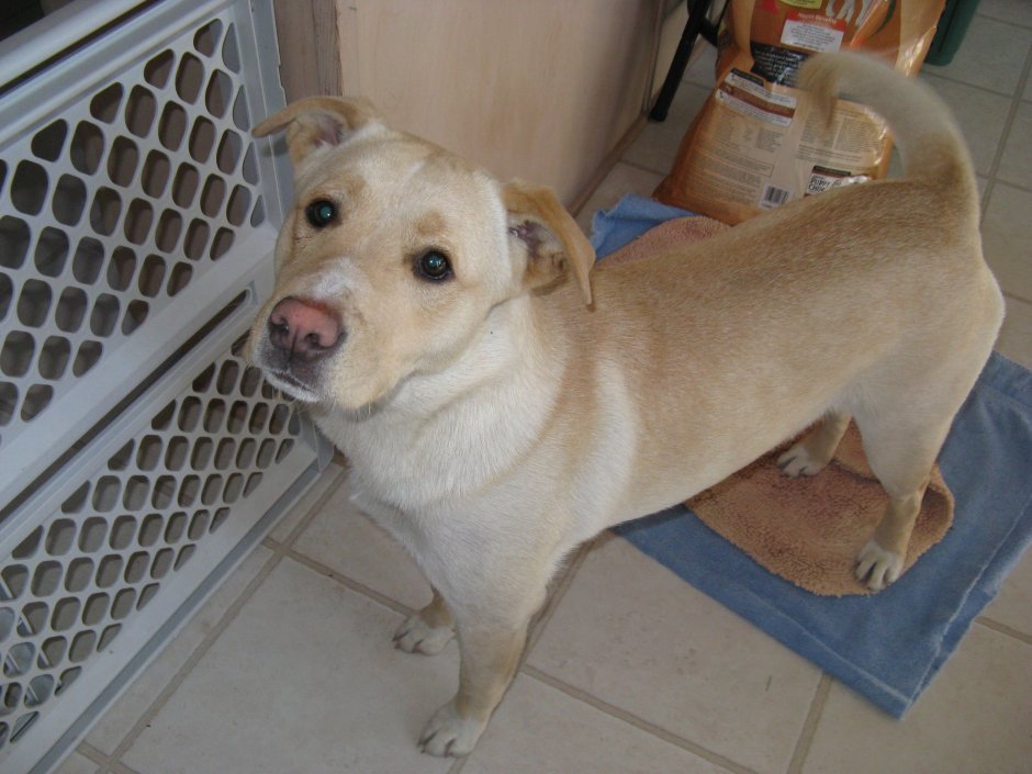 Алабай с лабрадором метис