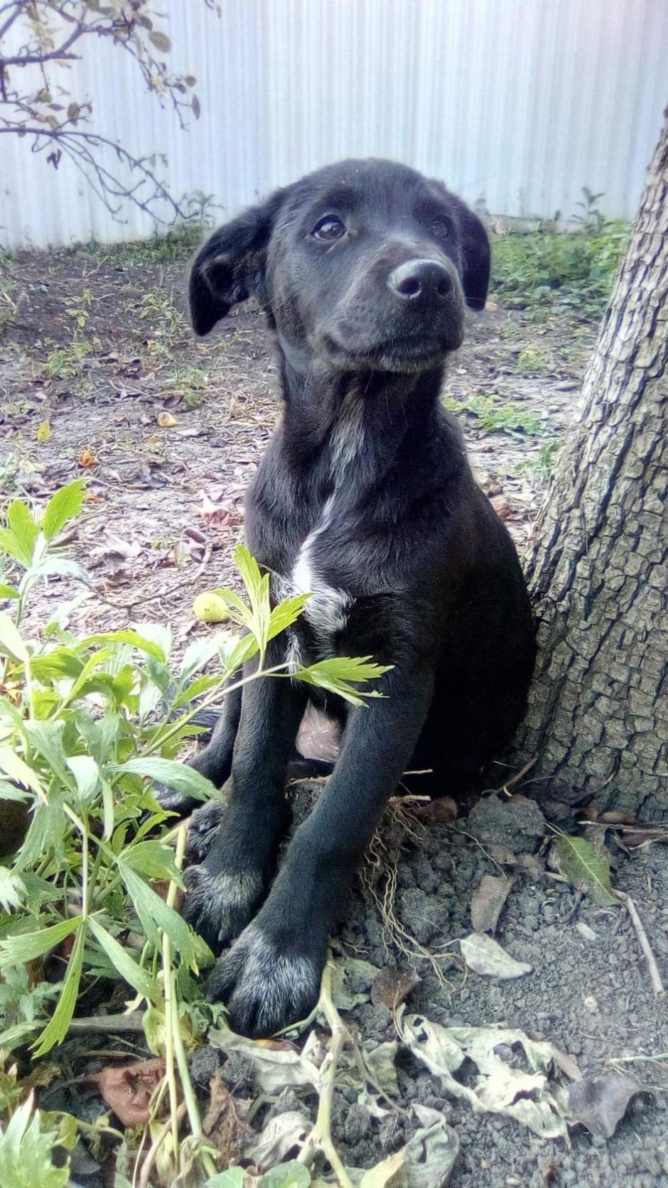 Черный щенок метис лабрадора