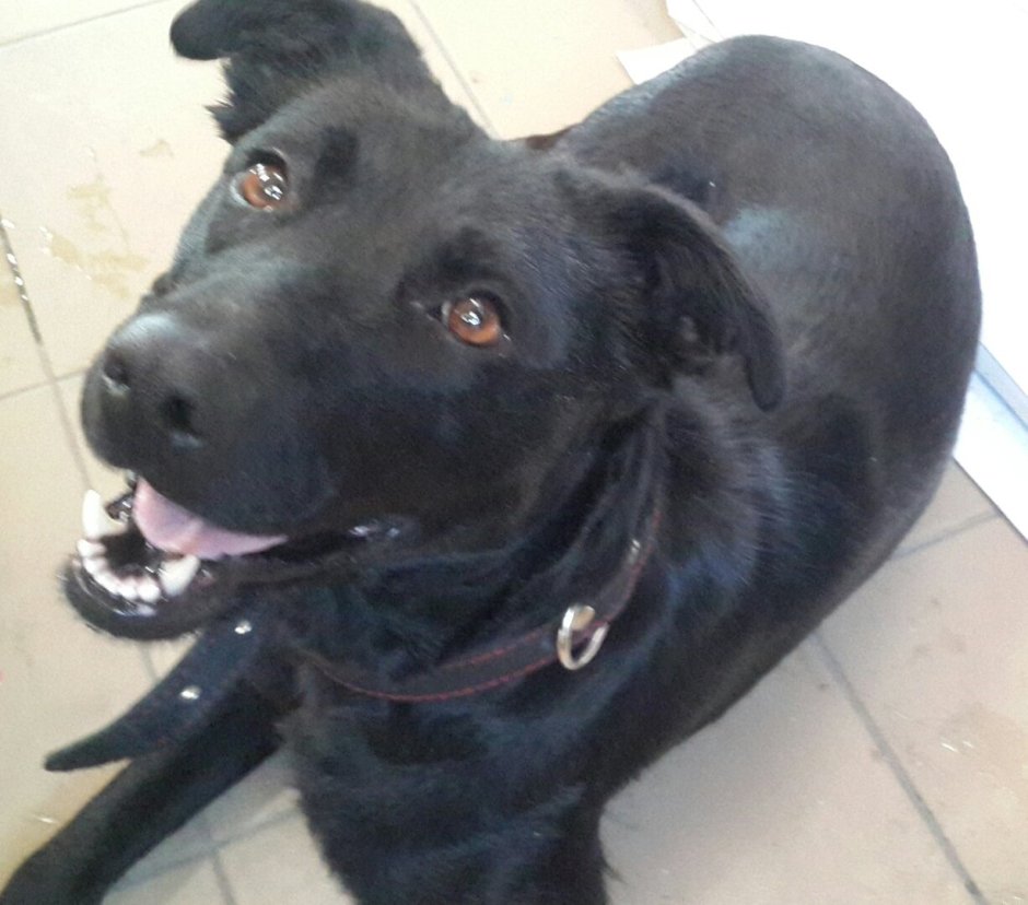 Метис лабрадора и лайки