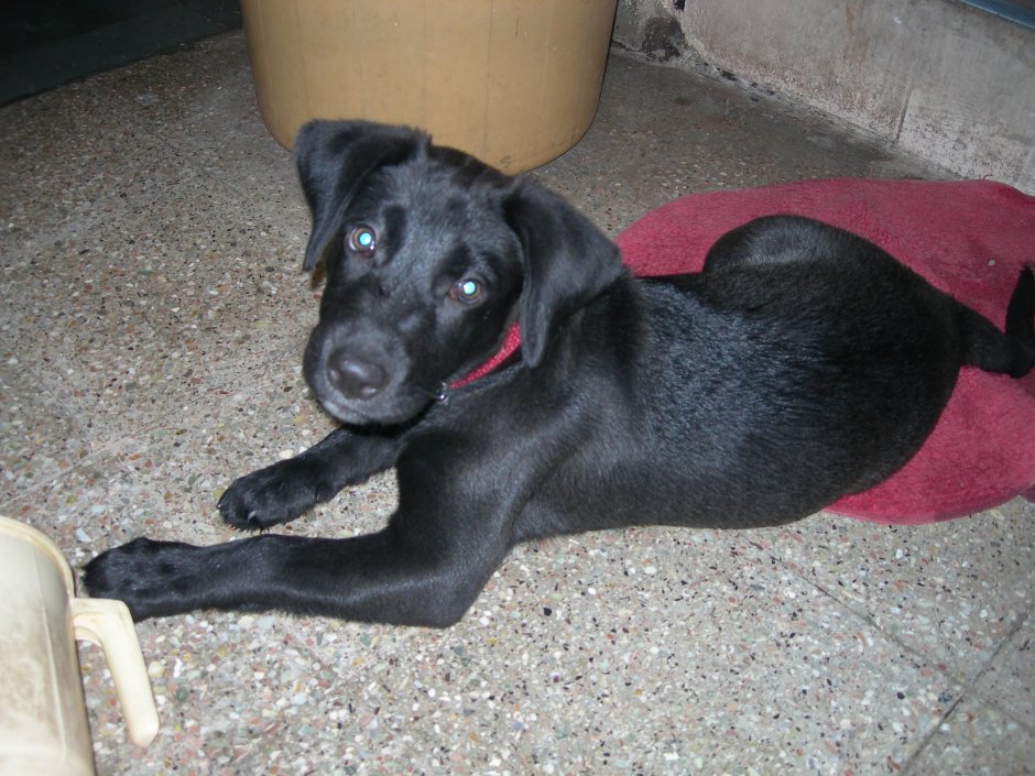 Черный лабрадор дворняжкой
