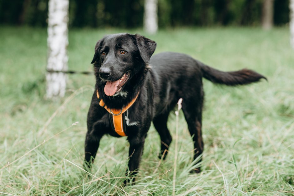 Метис шоколадного лабрадора и дворняги