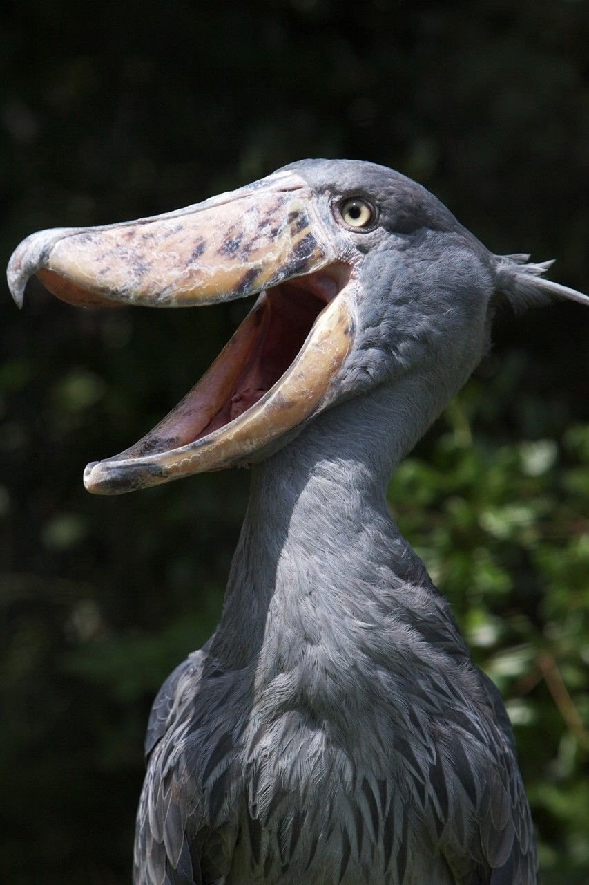 Shoebill Stork птица
