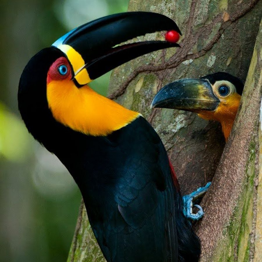 Тукан птица