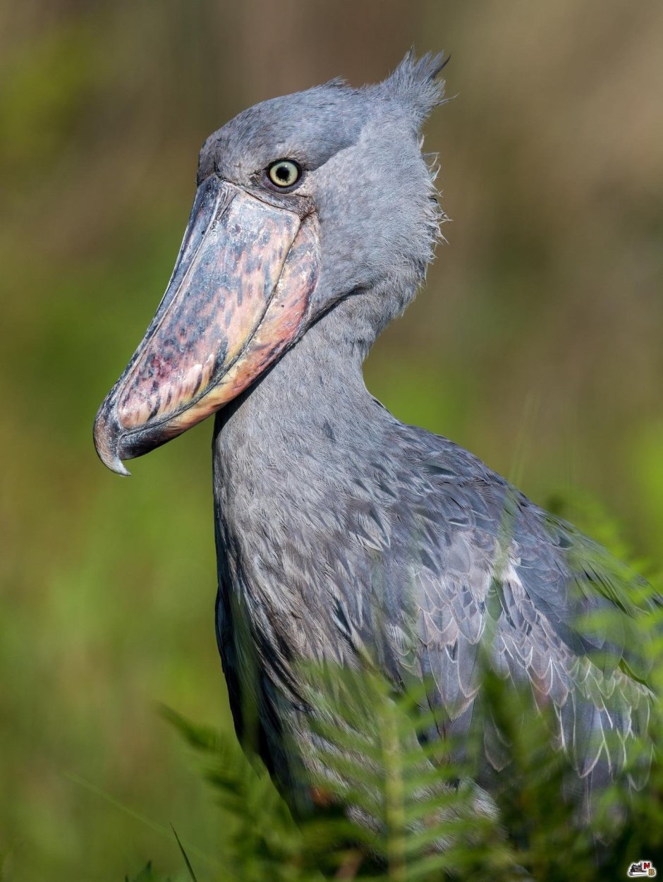 Китоглав Королевская цапля